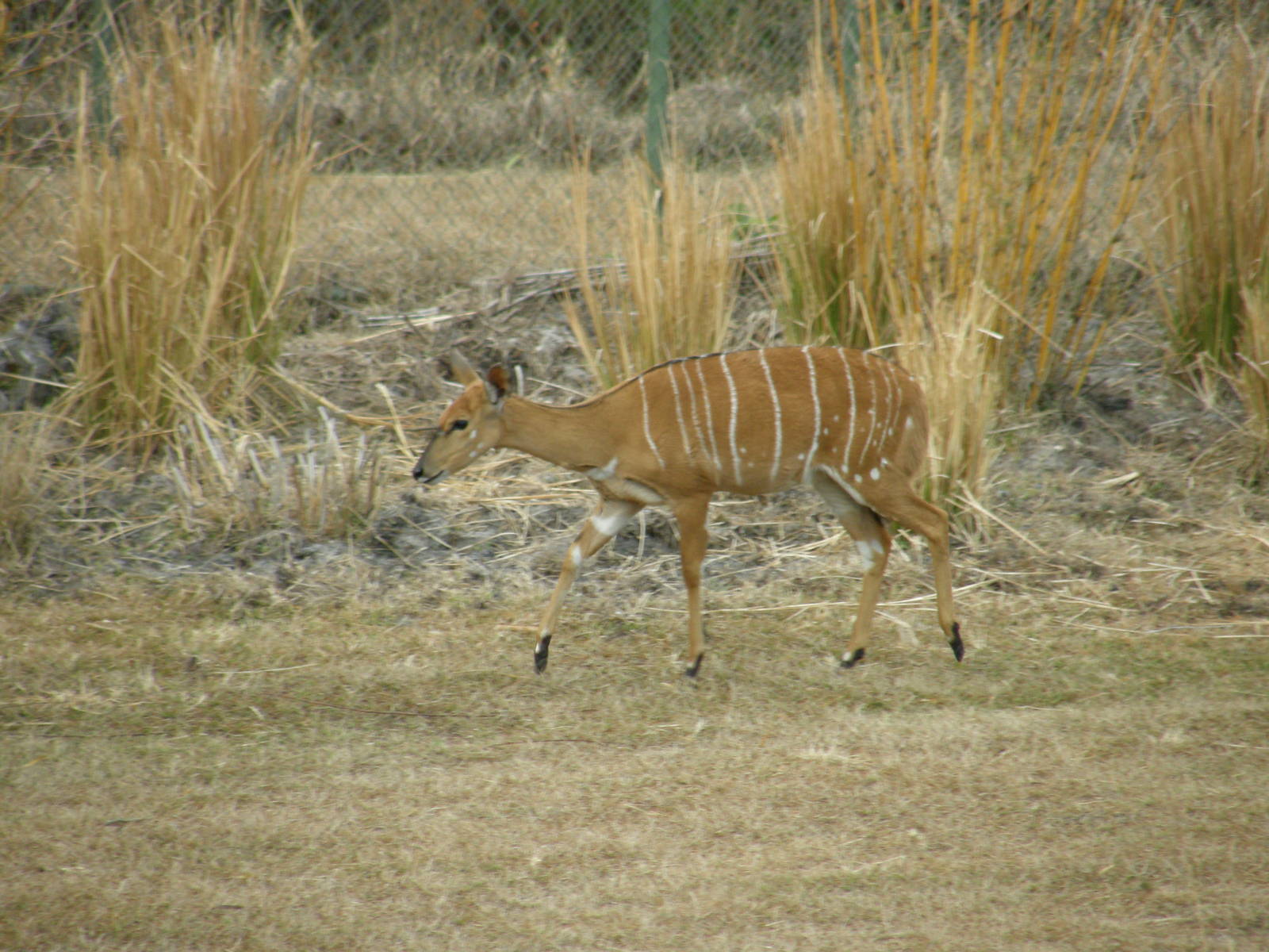 nyala
