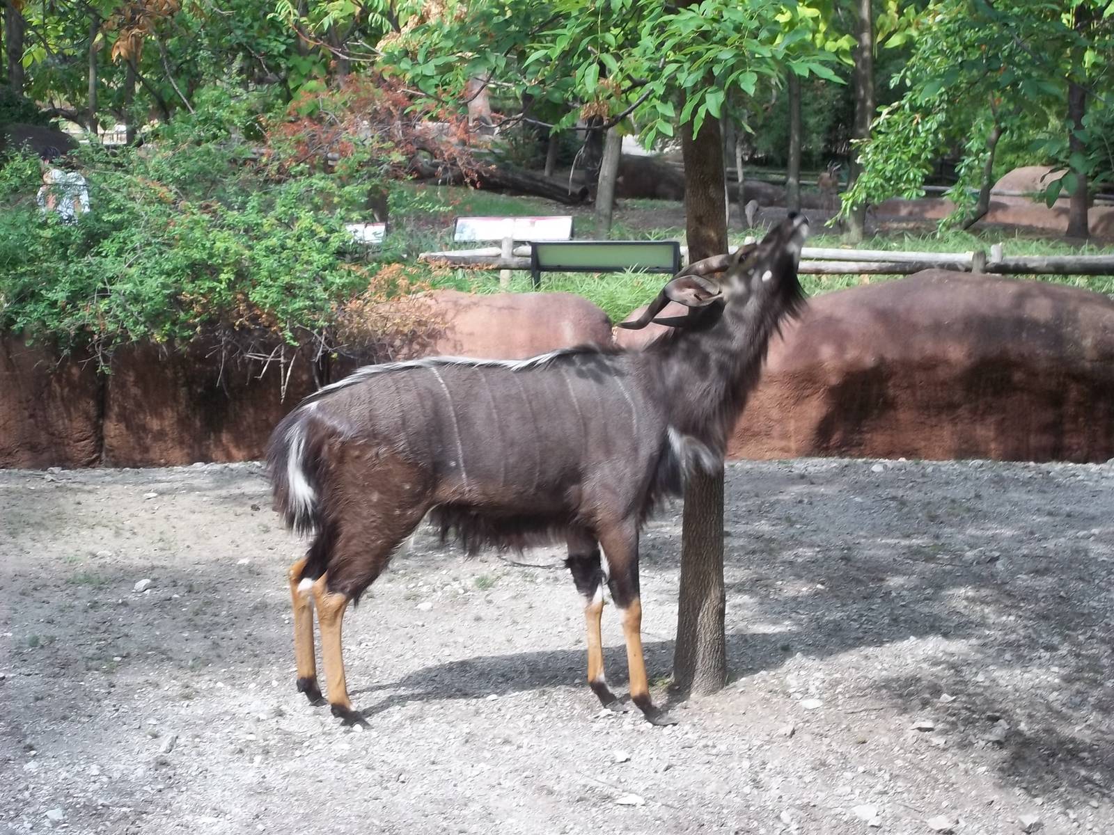 Nyala