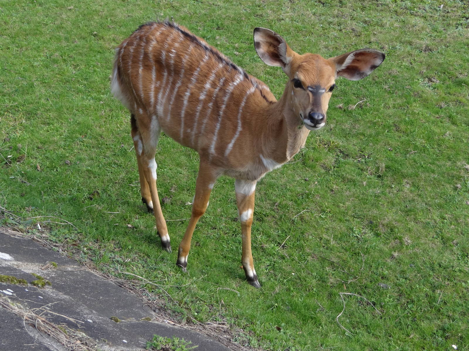 Nyala