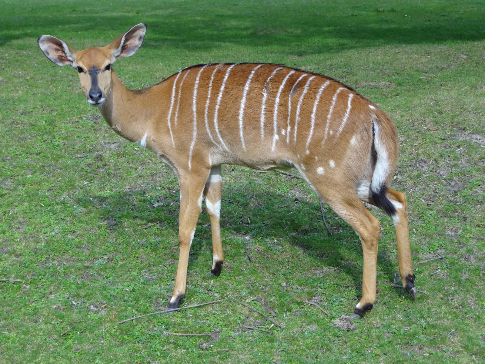 Nyala