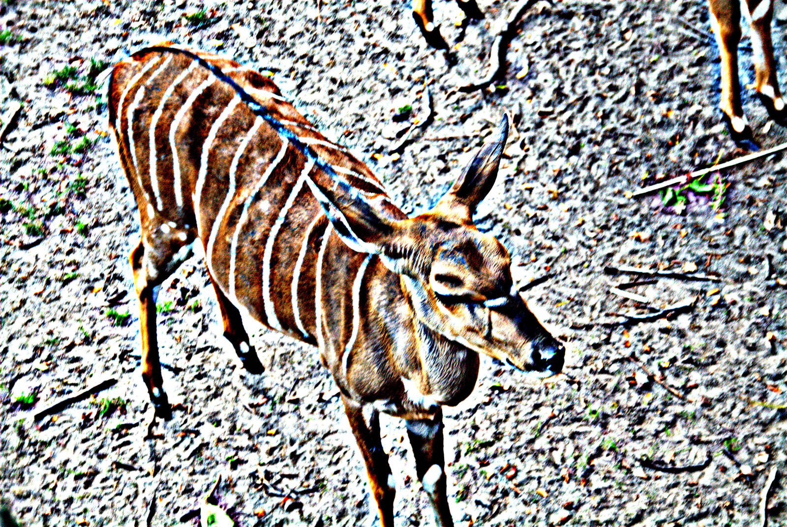 Nyala