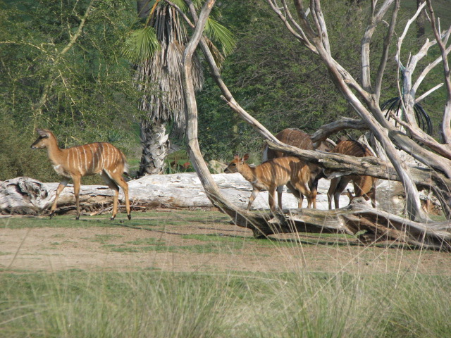Nyala