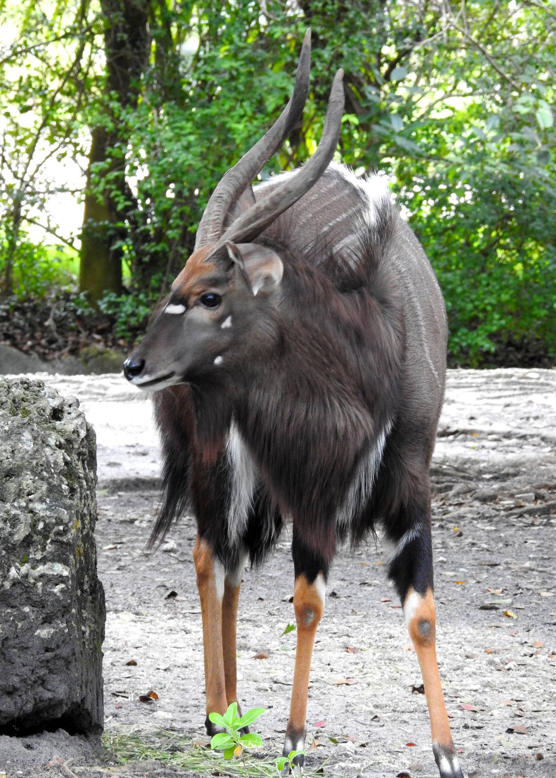 Nyala