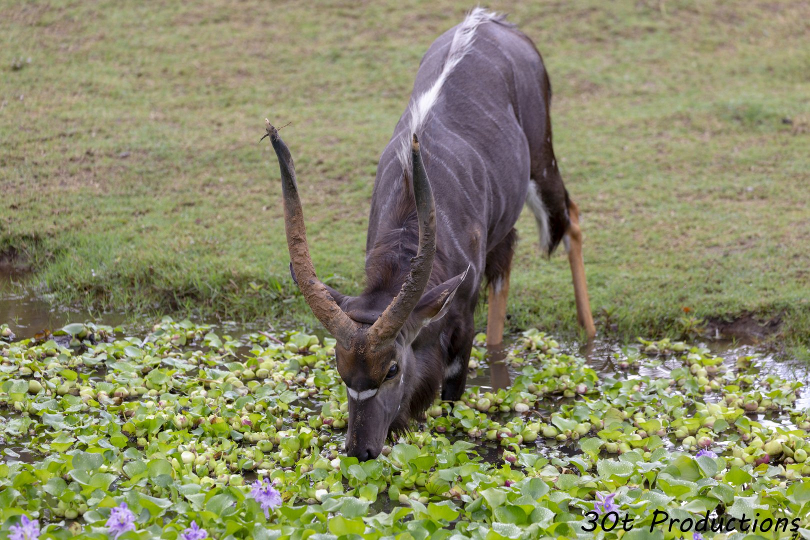 Nyala