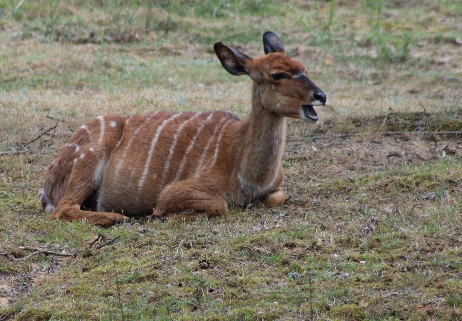 Nyala