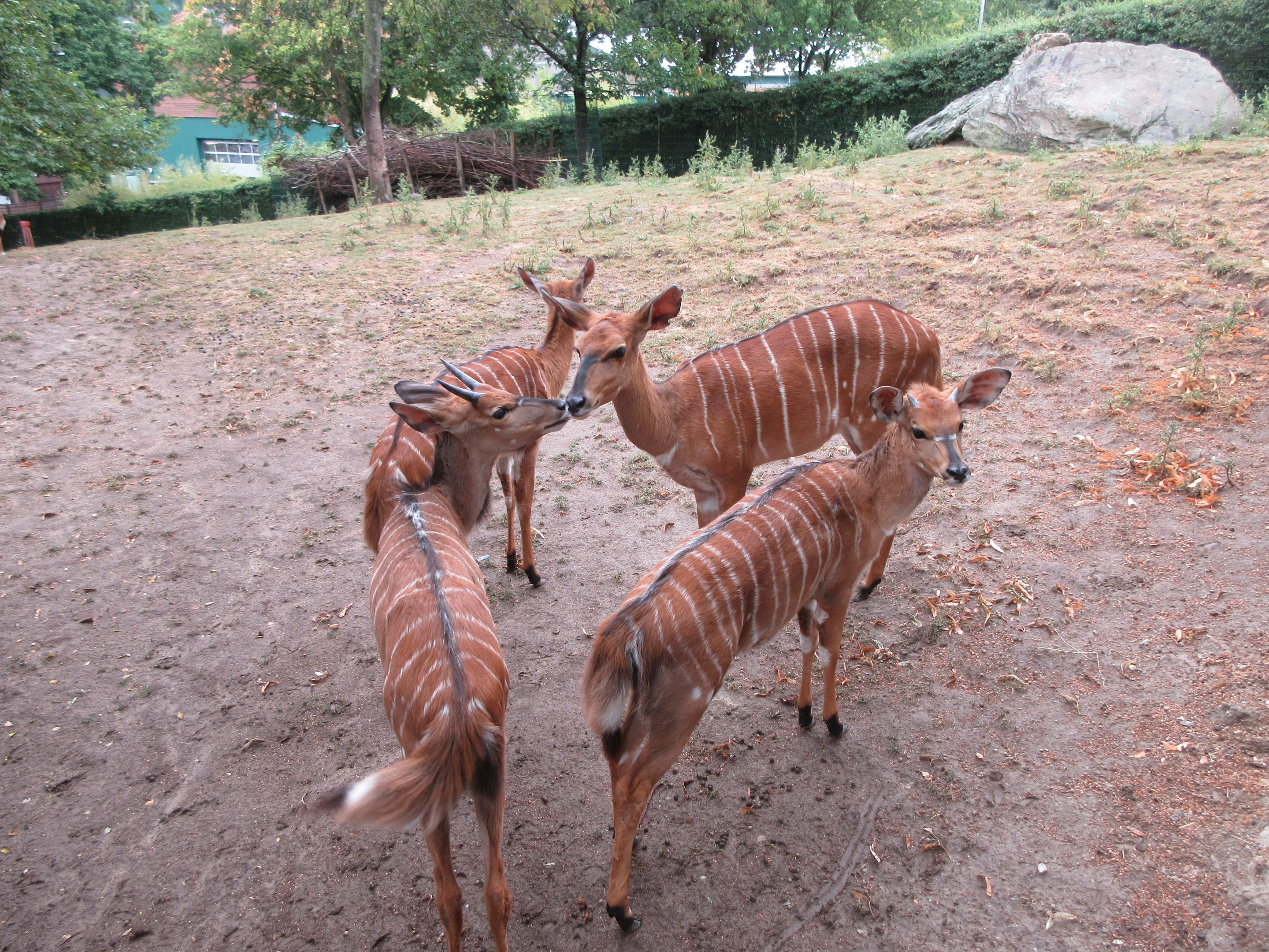 Nyala