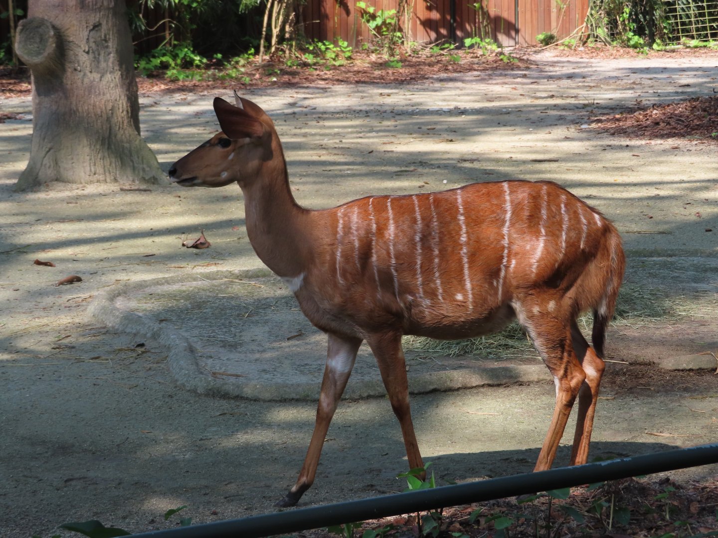 nyala
