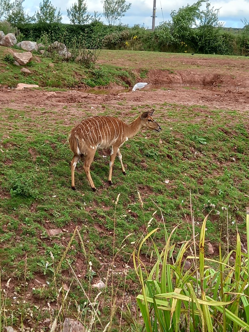 Nyala