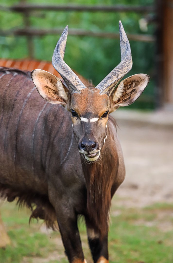 Nyala