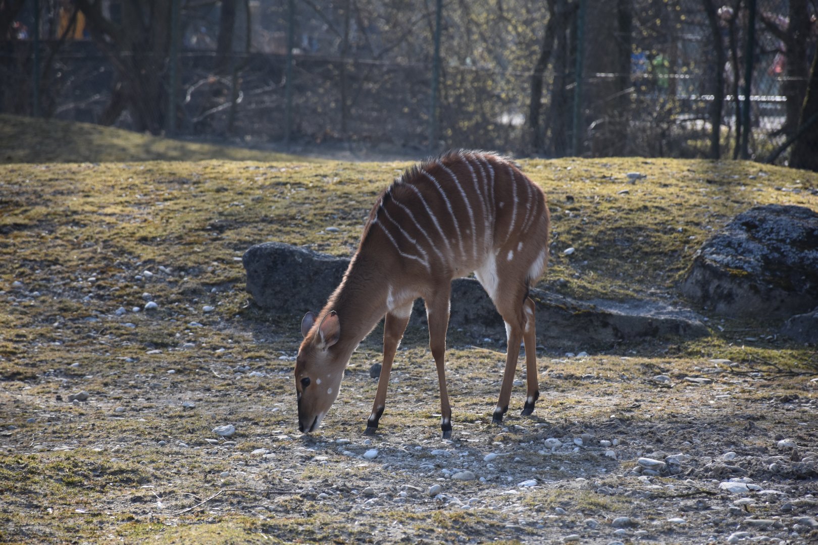 Nyala
