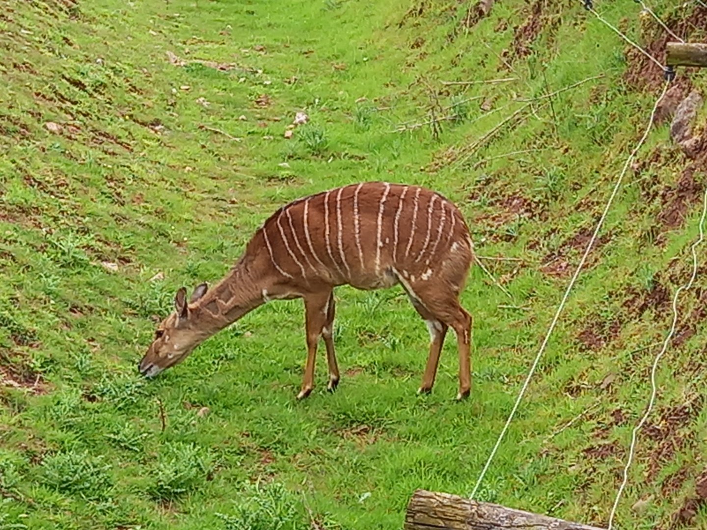 Nyala