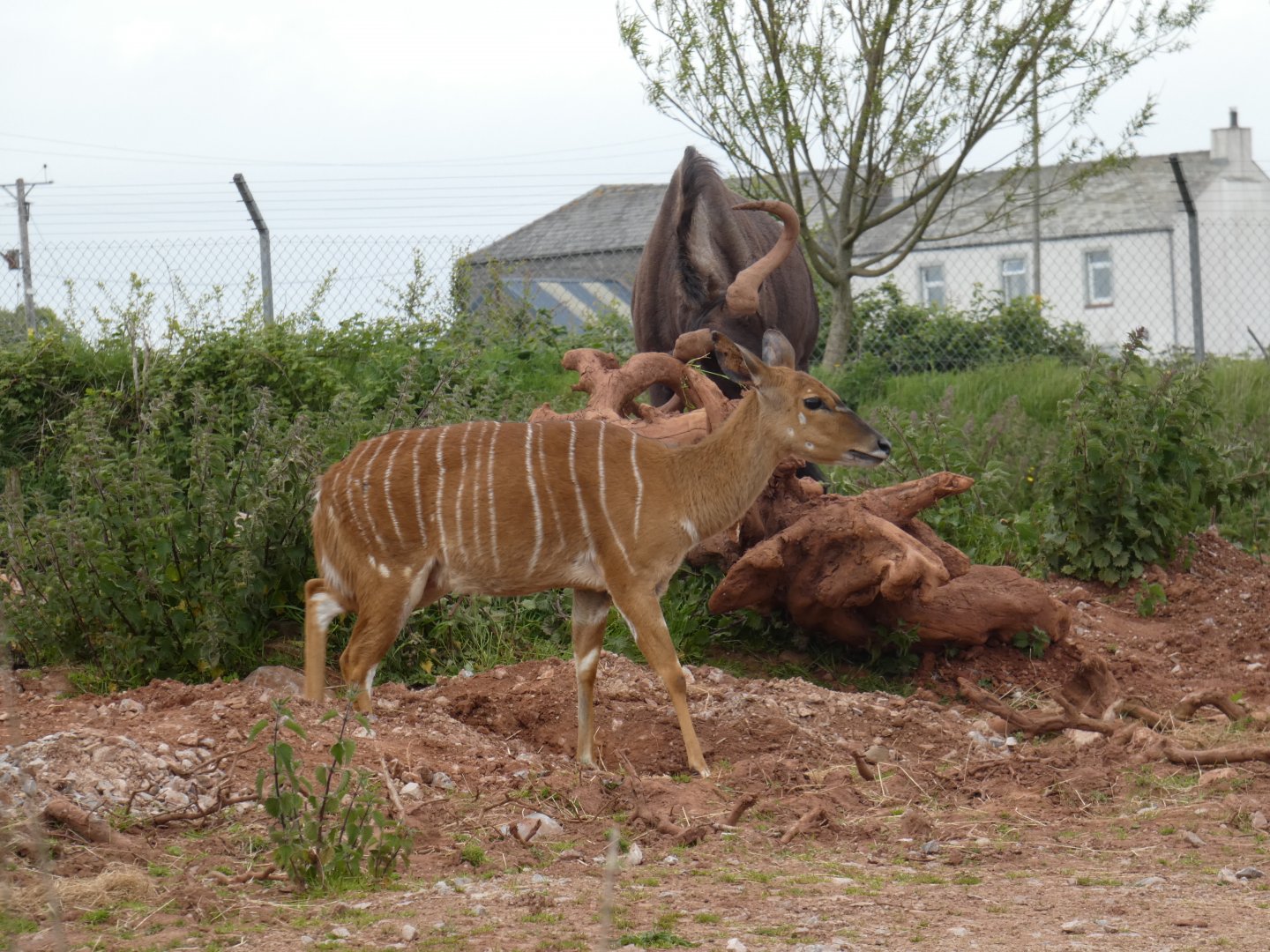 Nyala