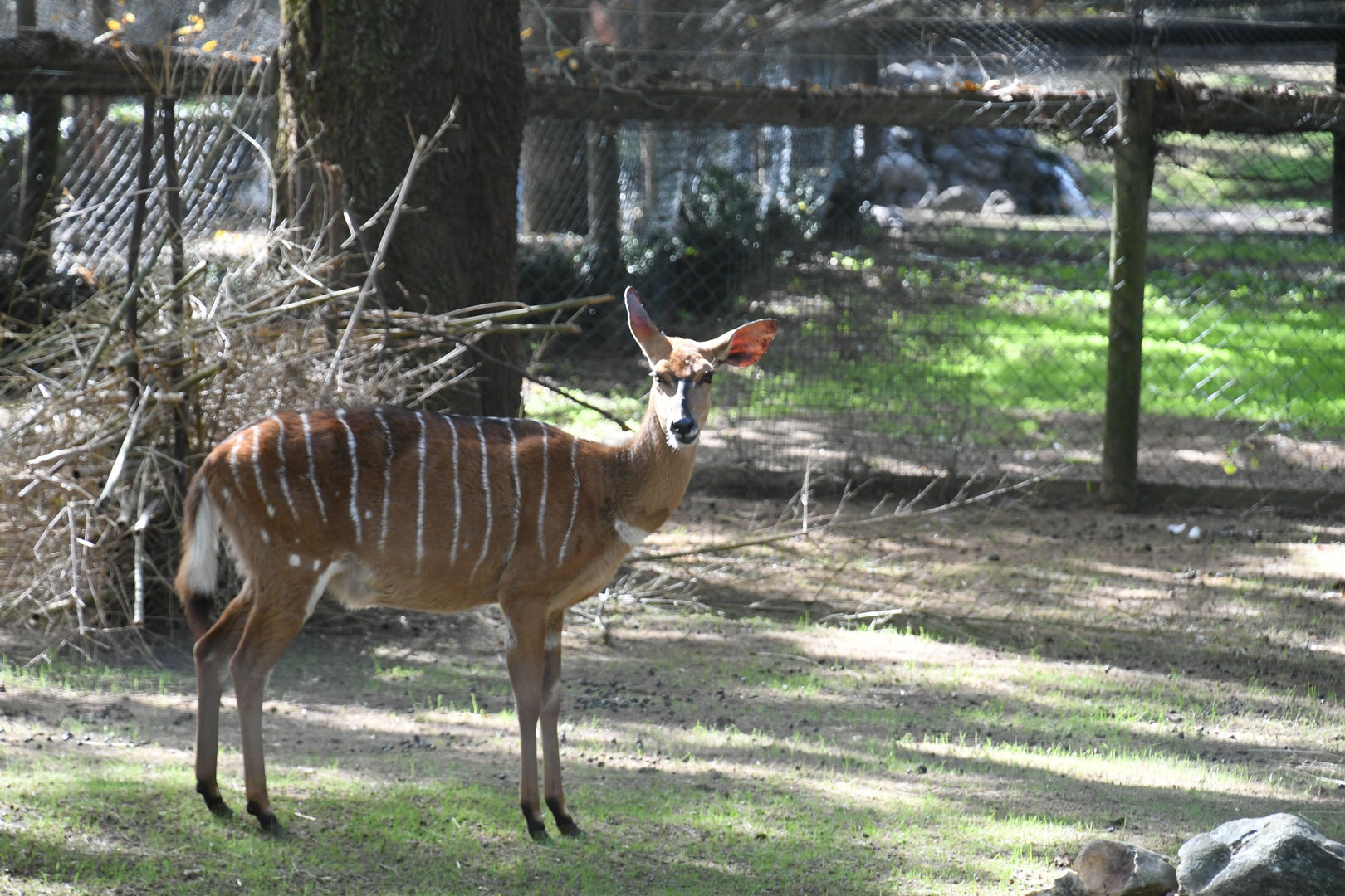 Nyala