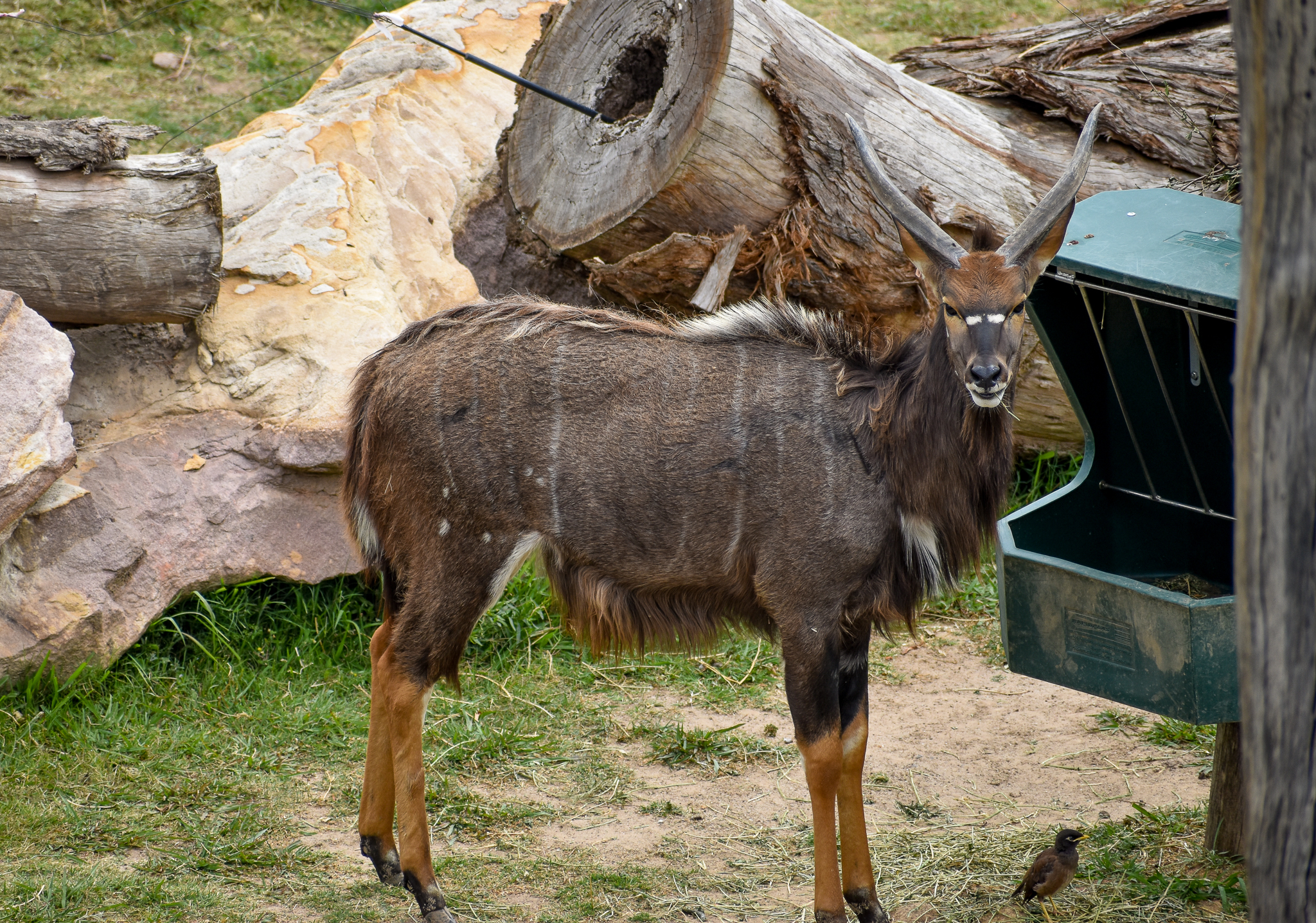 Nyala