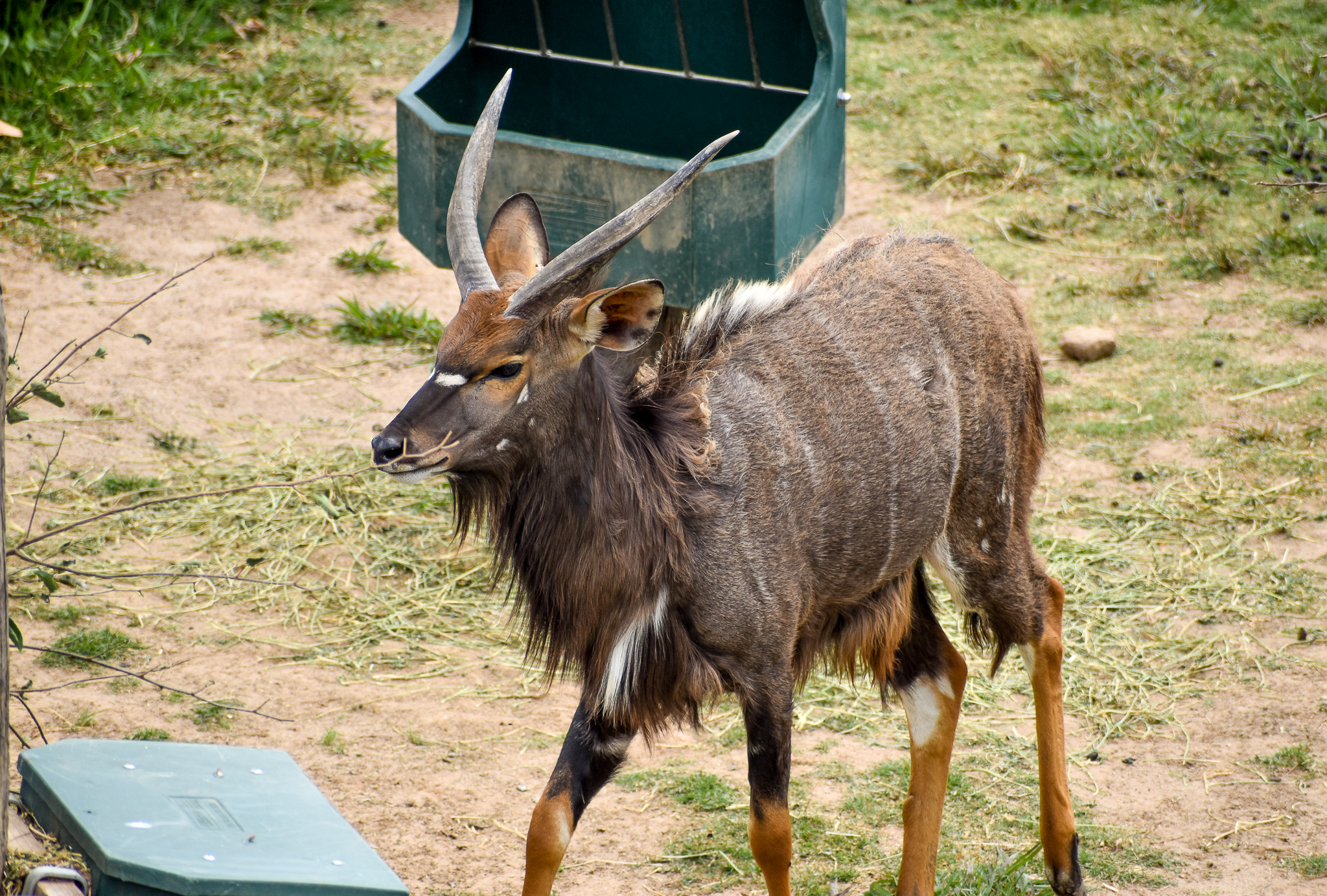 Nyala