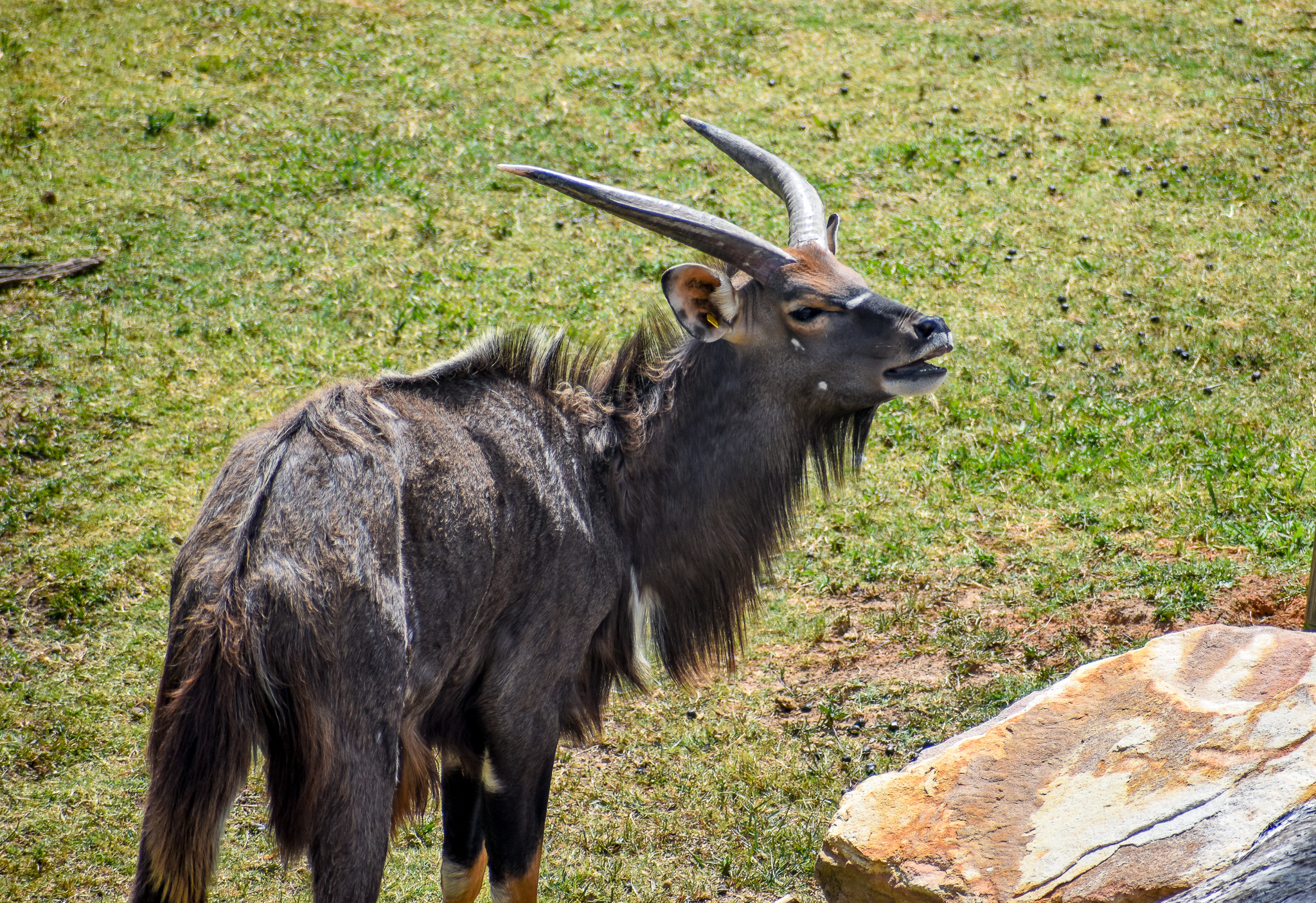 Nyala