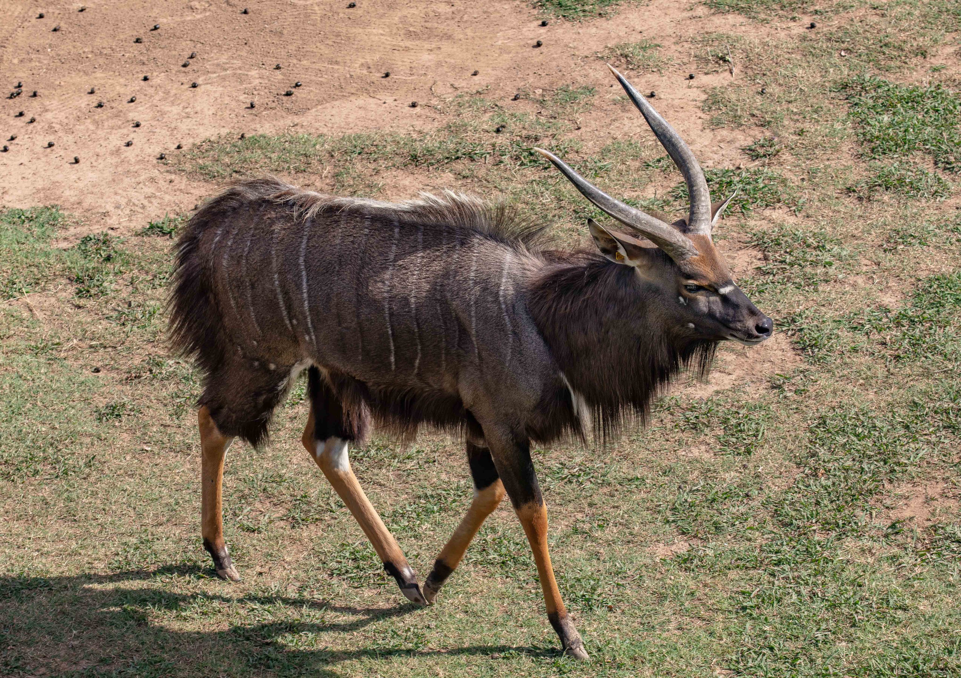 Nyala