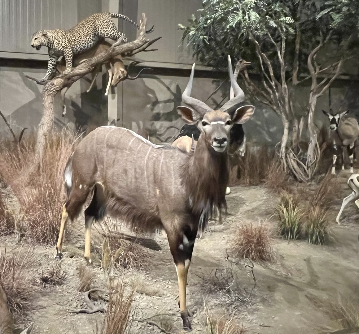 Nyala