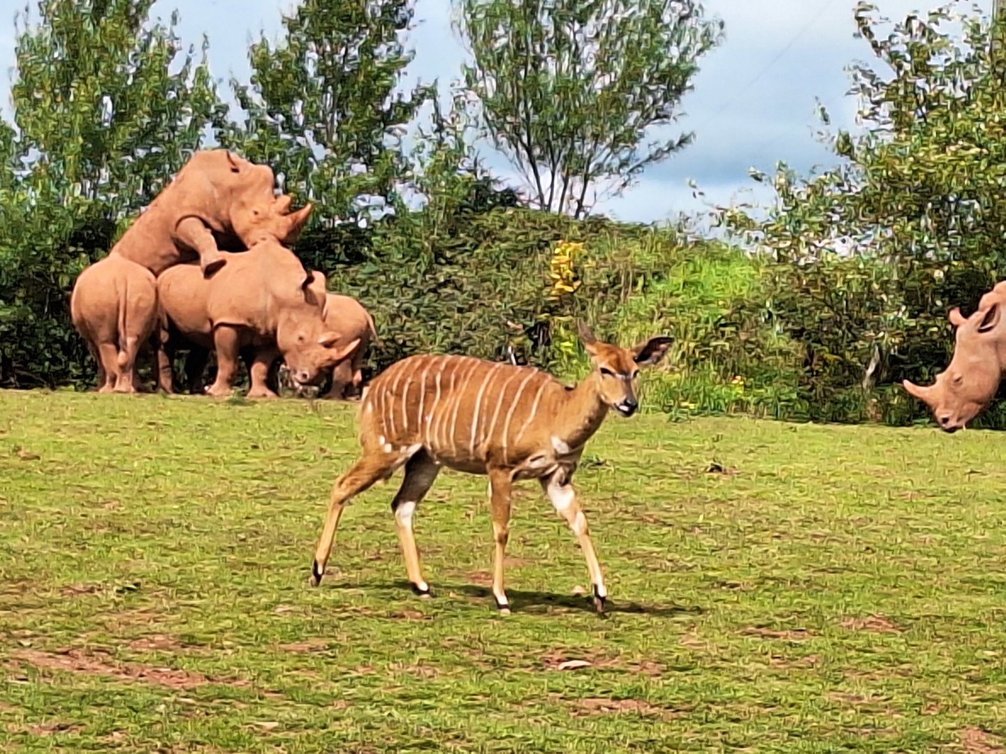 Nyala