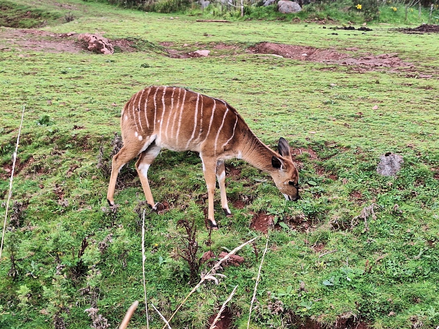 Nyala