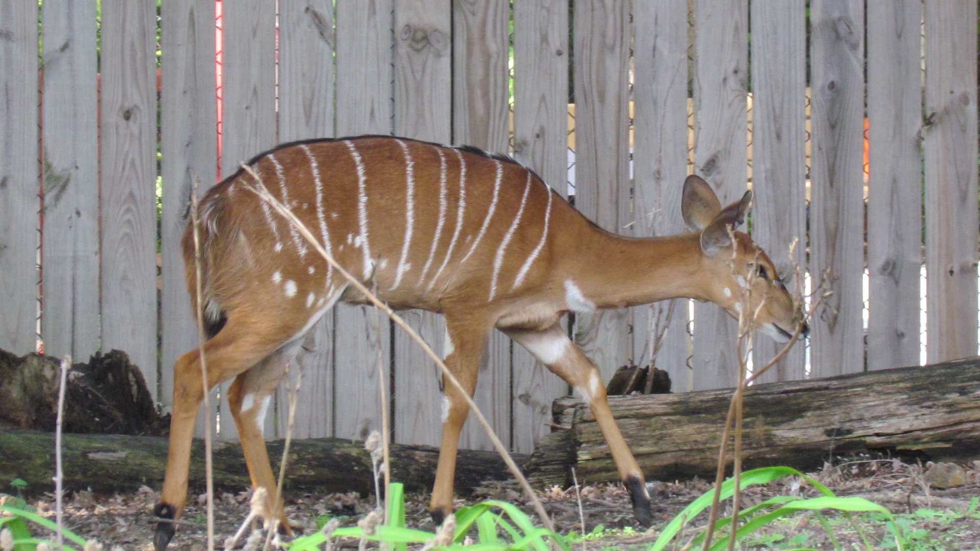 Nyala