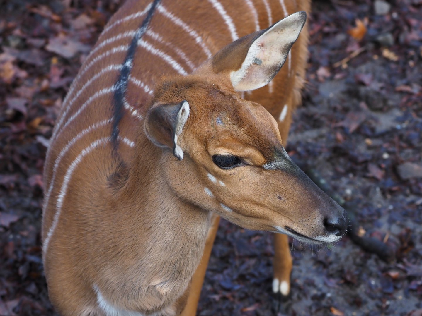 Nyala