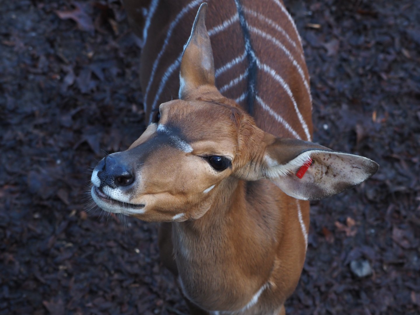 Nyala