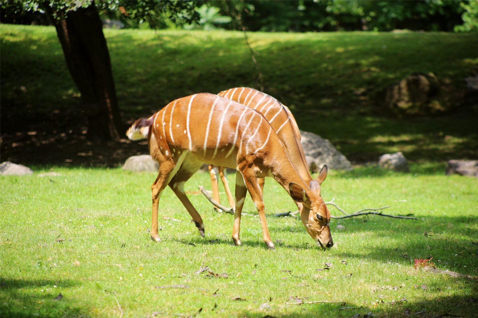 Nyala