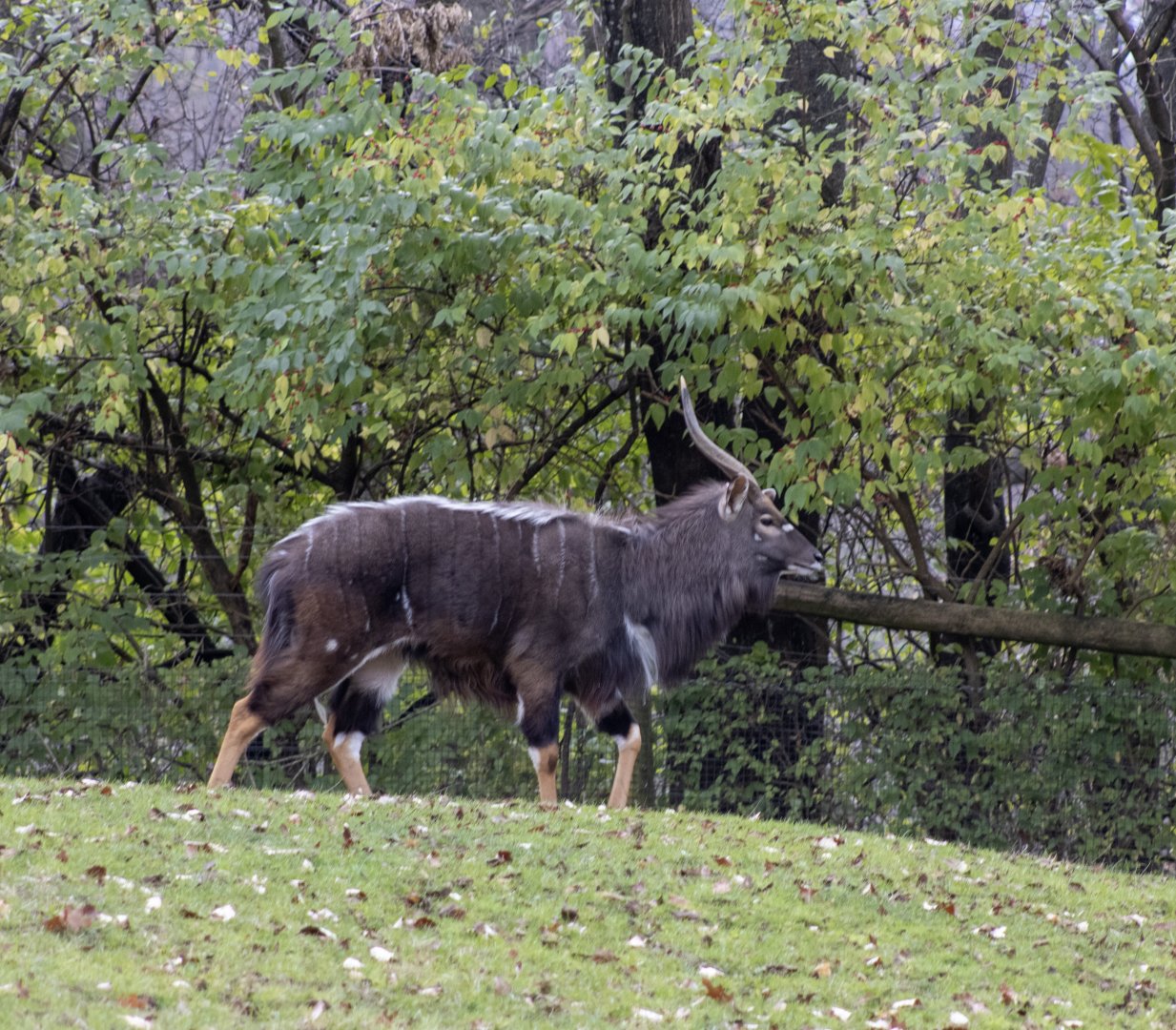 Nyala