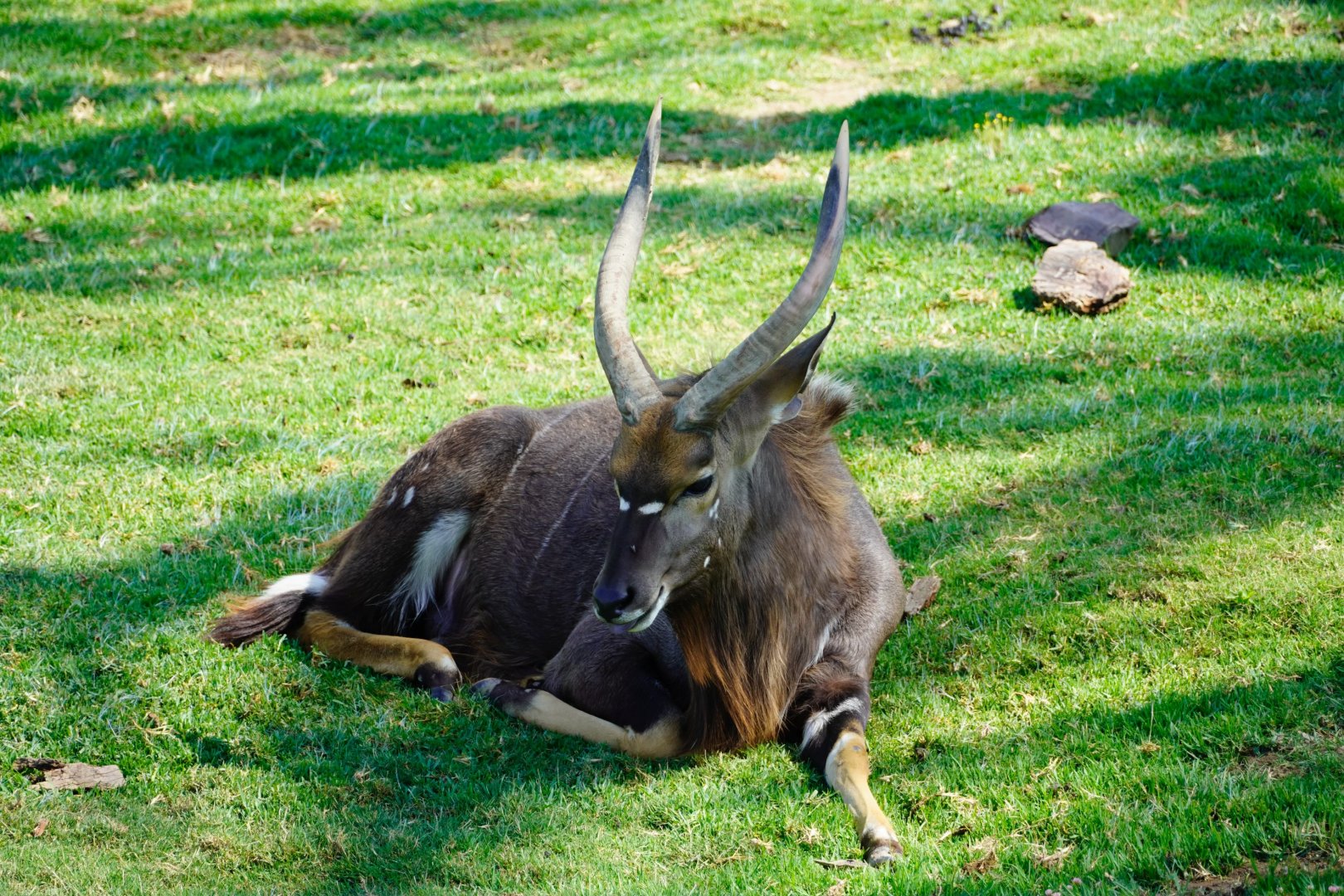 Nyala