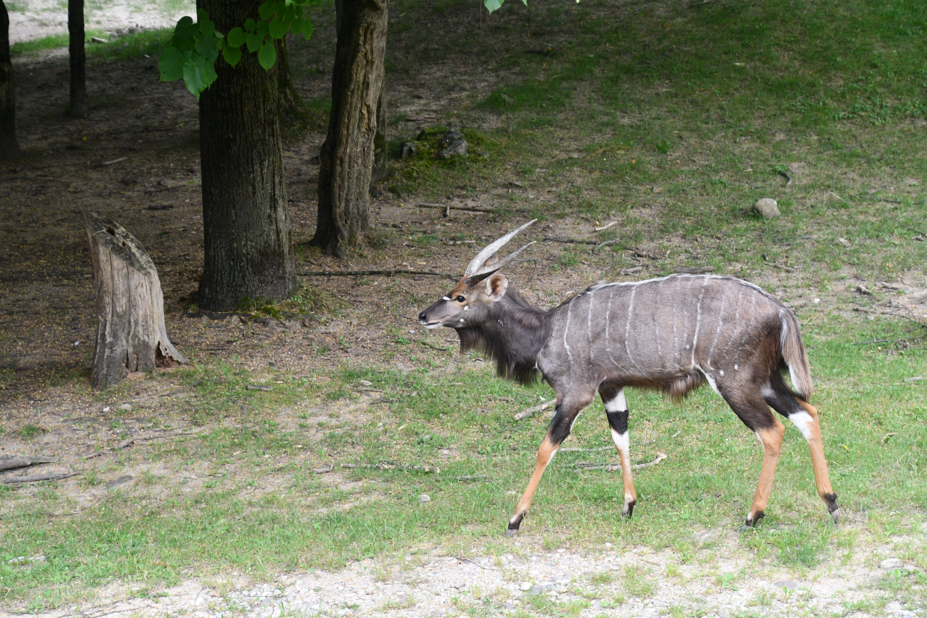 Nyala