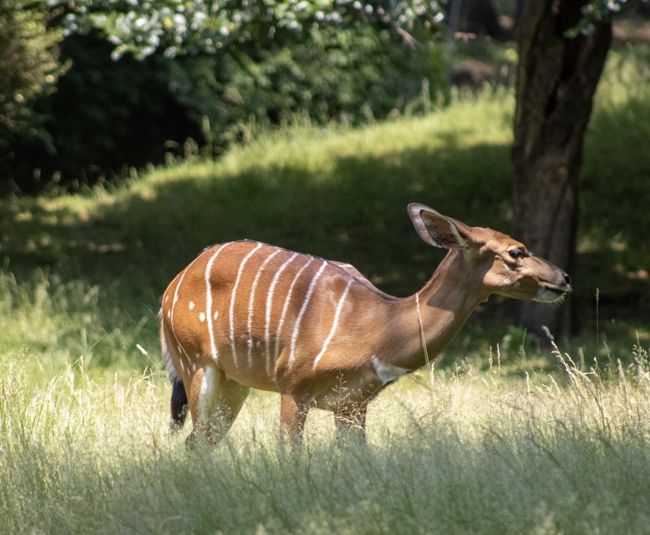Nyala