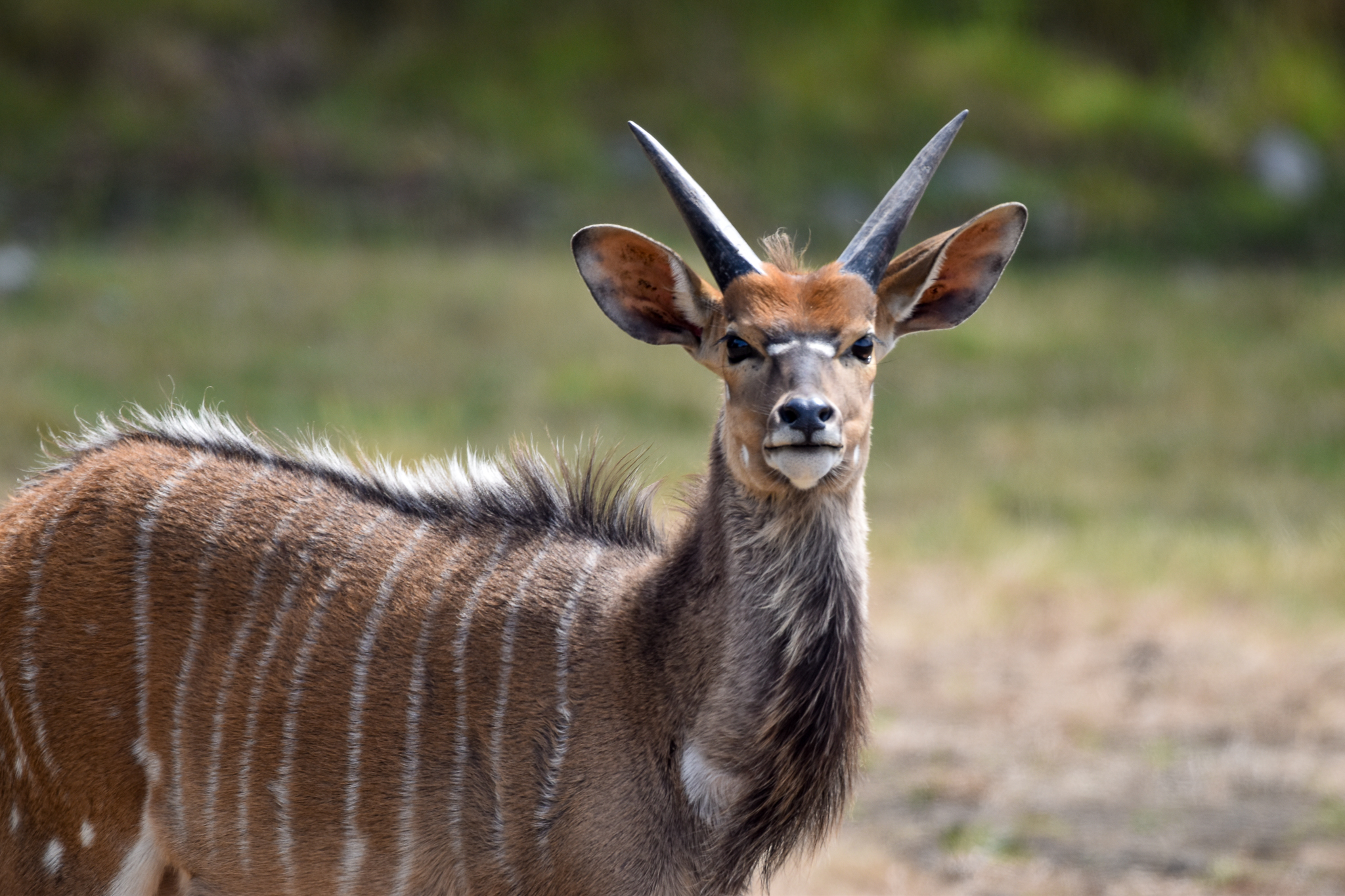 Nyala