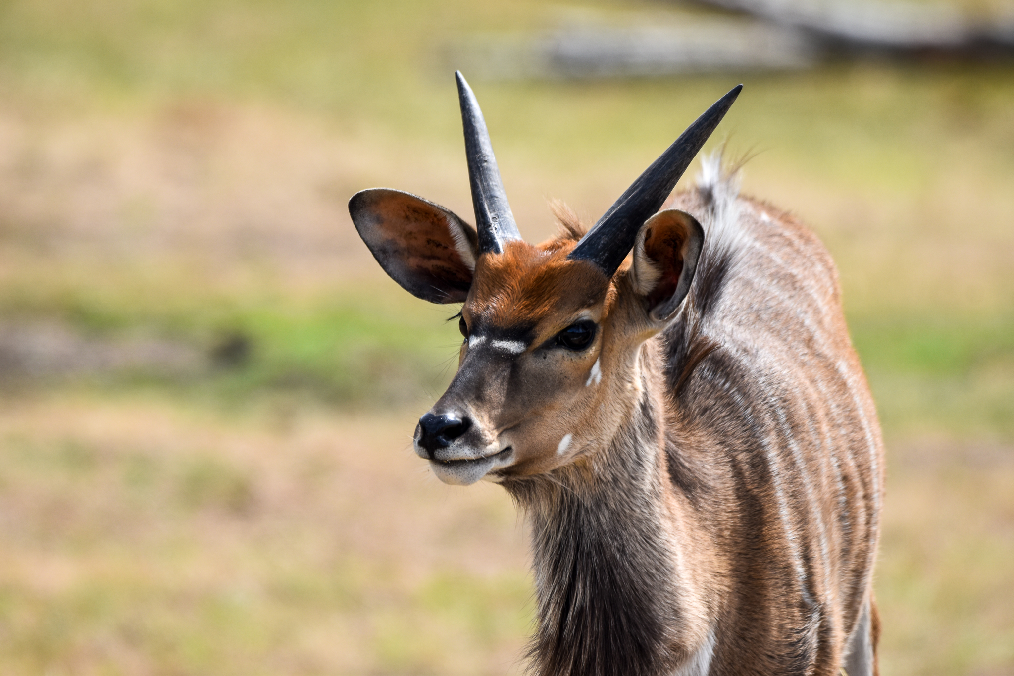 Nyala