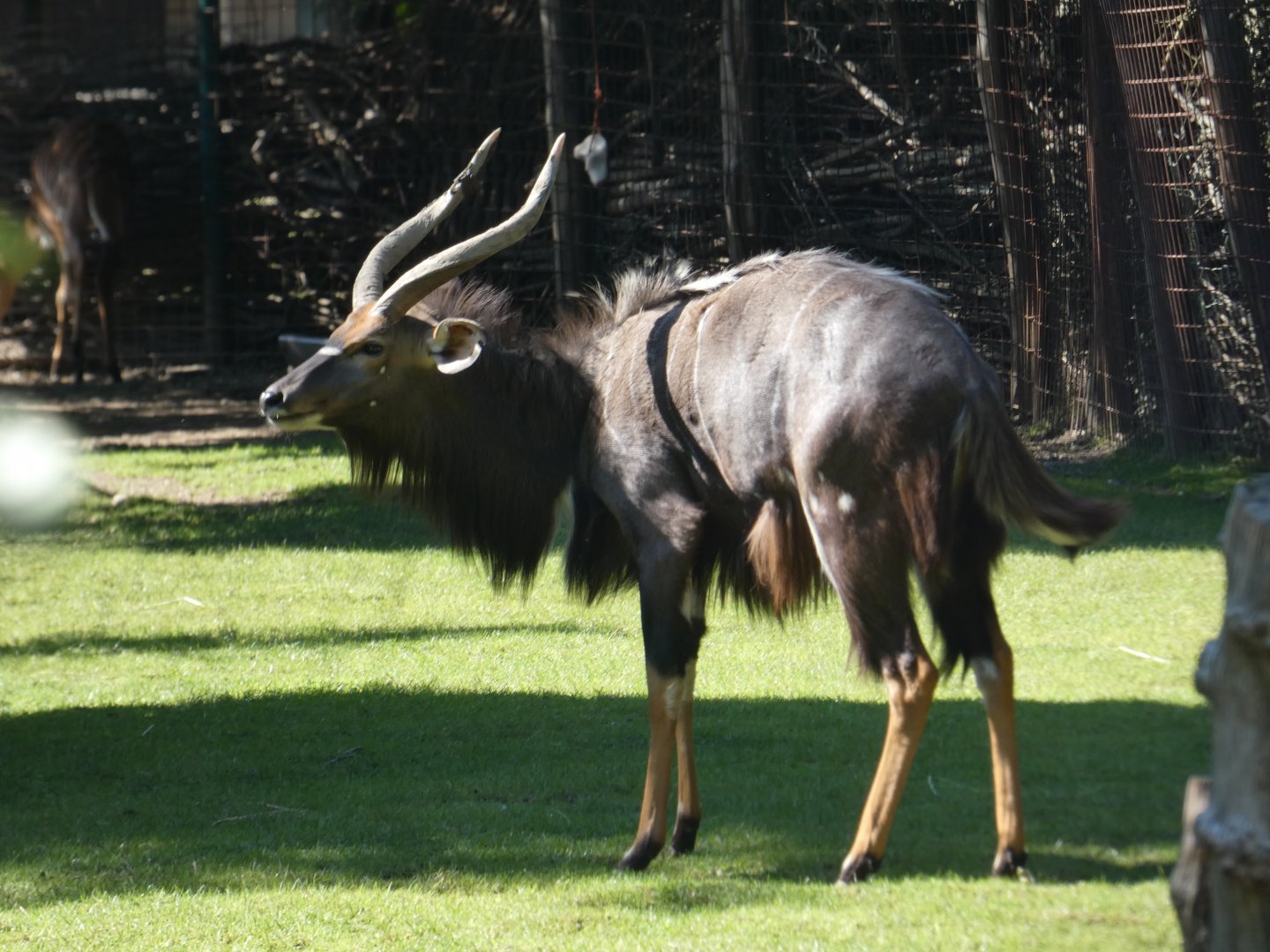 Nyala