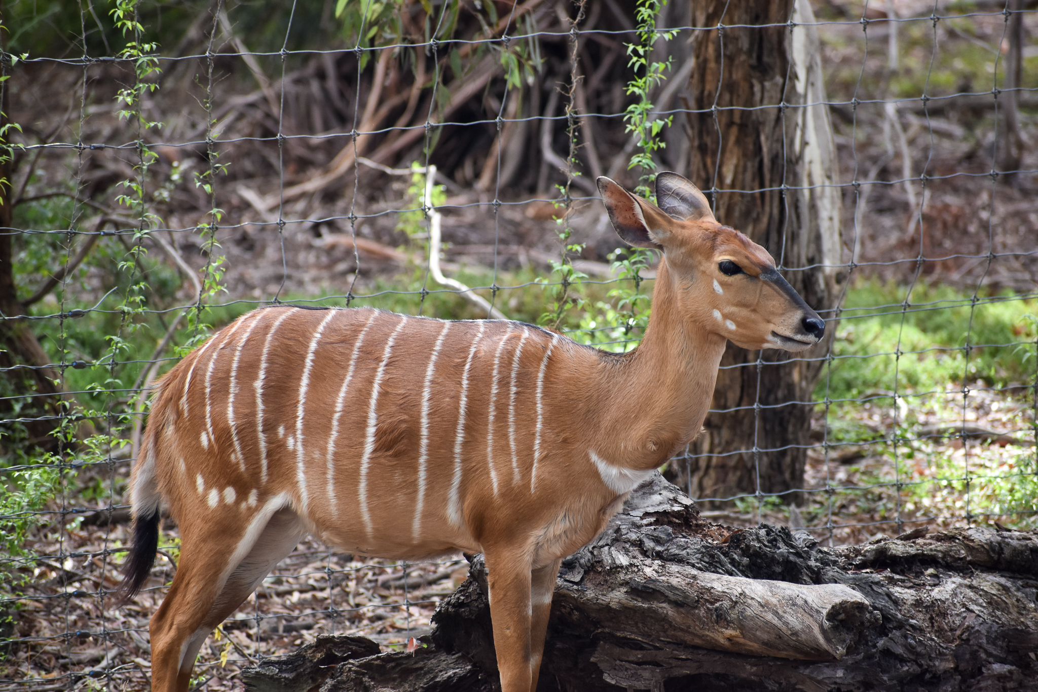 Nyala