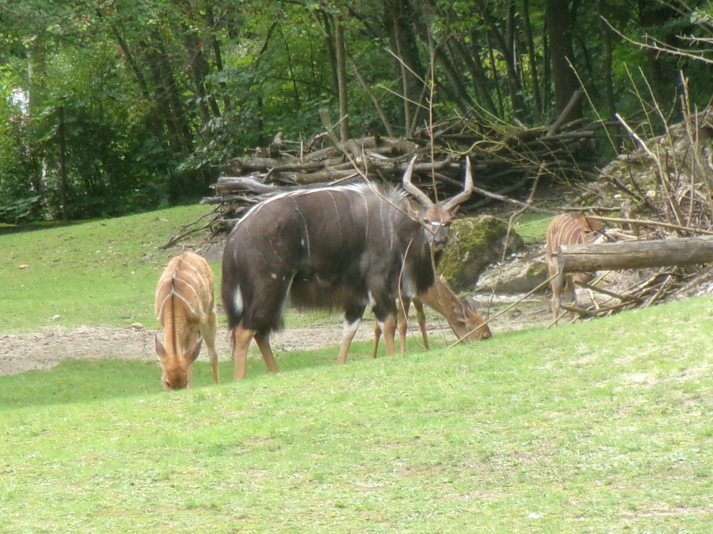 Nyala