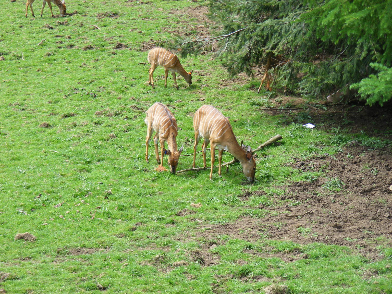 Nyalas at Edinburgh Zoo, 21 May 2010