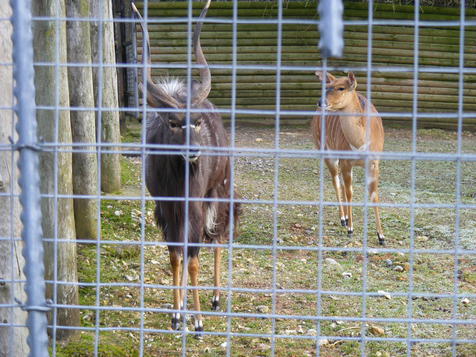 Nyalas at Marwell Wildlife, 31 January 2010