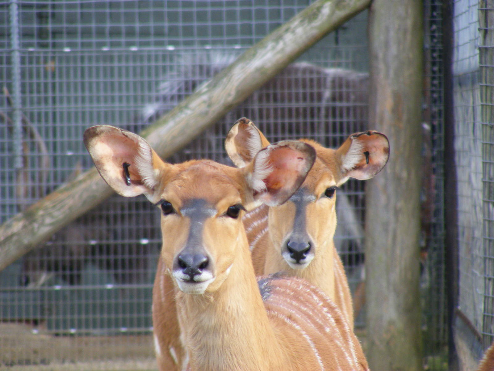 Nyalas at Marwell Wildlife, 31 January 2010