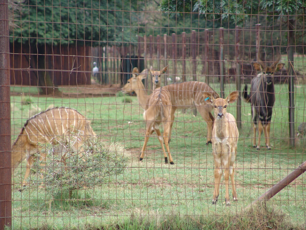 Nyala's enclosure (Tragelaphus angasii)
