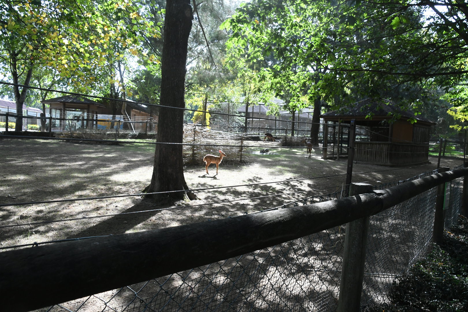 Nyalas exhibit