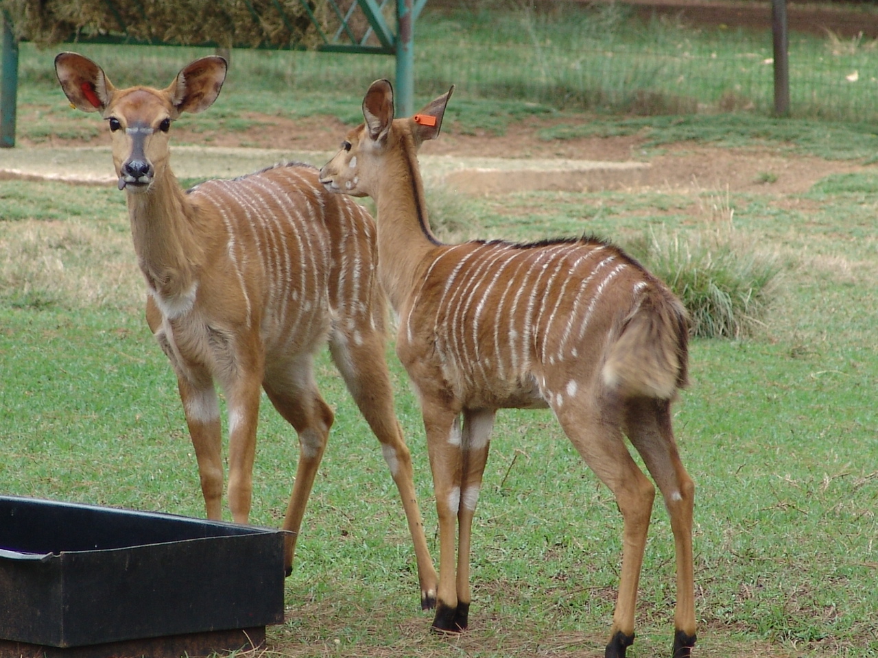Nyalas (Tragelaphus angasii)