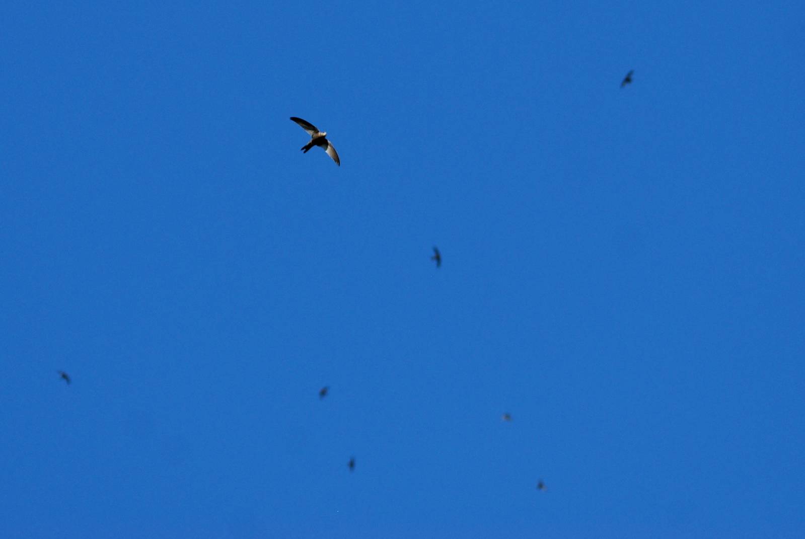 Nyanza Swift - Sululta Plains, 18/10/14