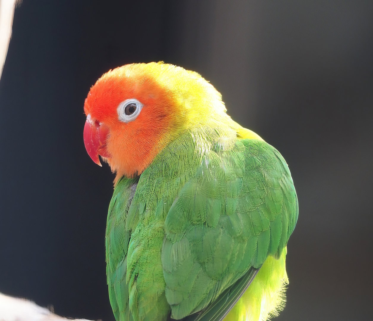 Nyasa lovebird (Agapornis lilianae), 2022-08-28