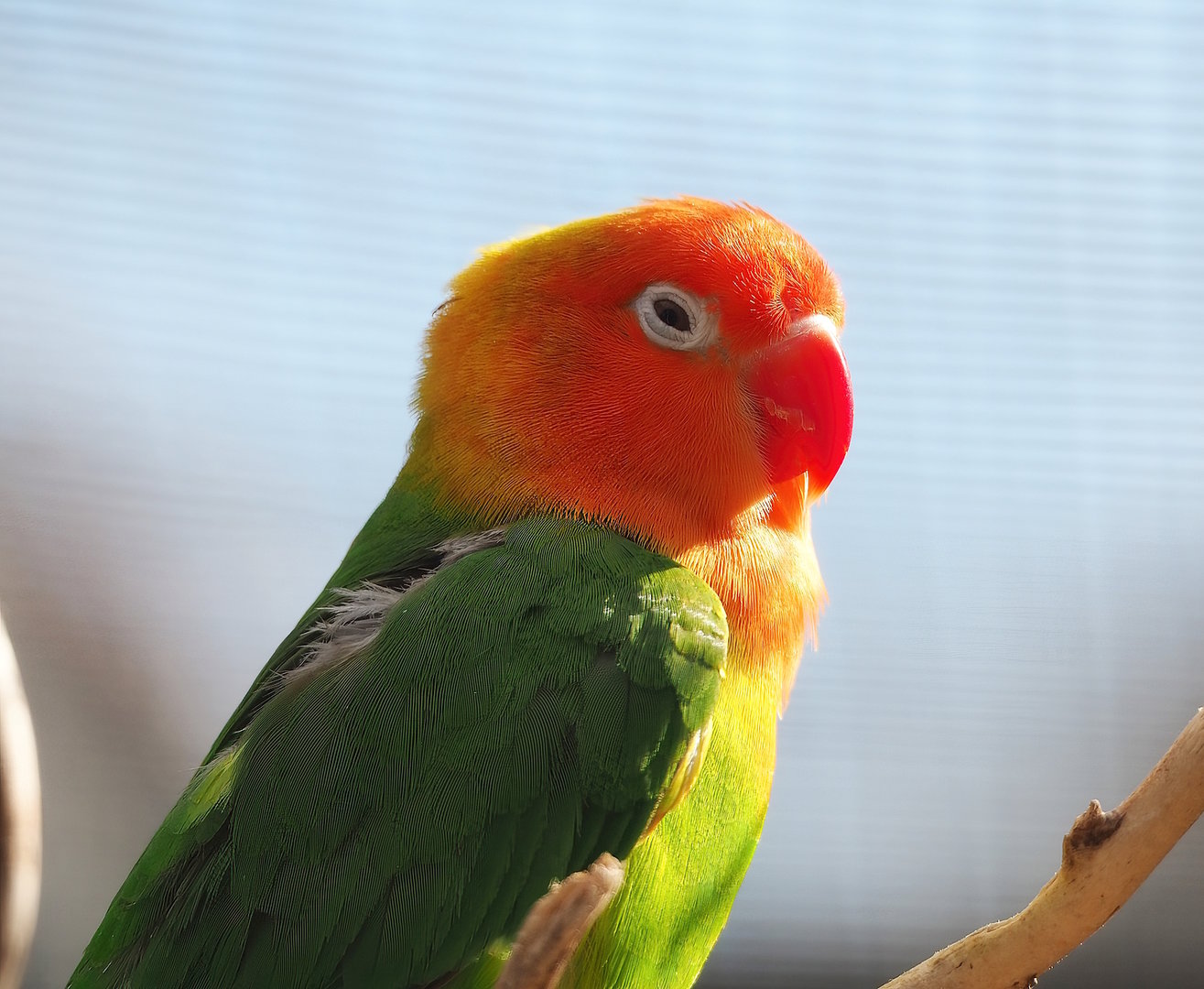 Nyasa lovebird (Agapornis lilianae), 2022-08-28