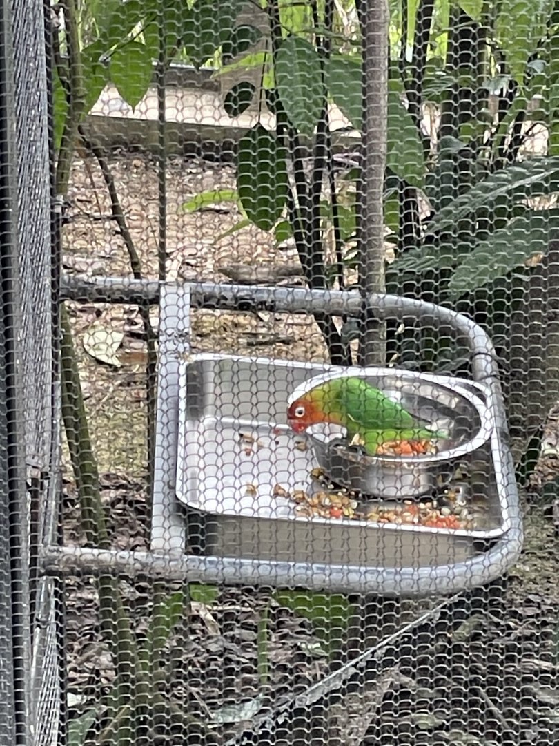 Nyasa Lovebird (Agapornis lilianae)