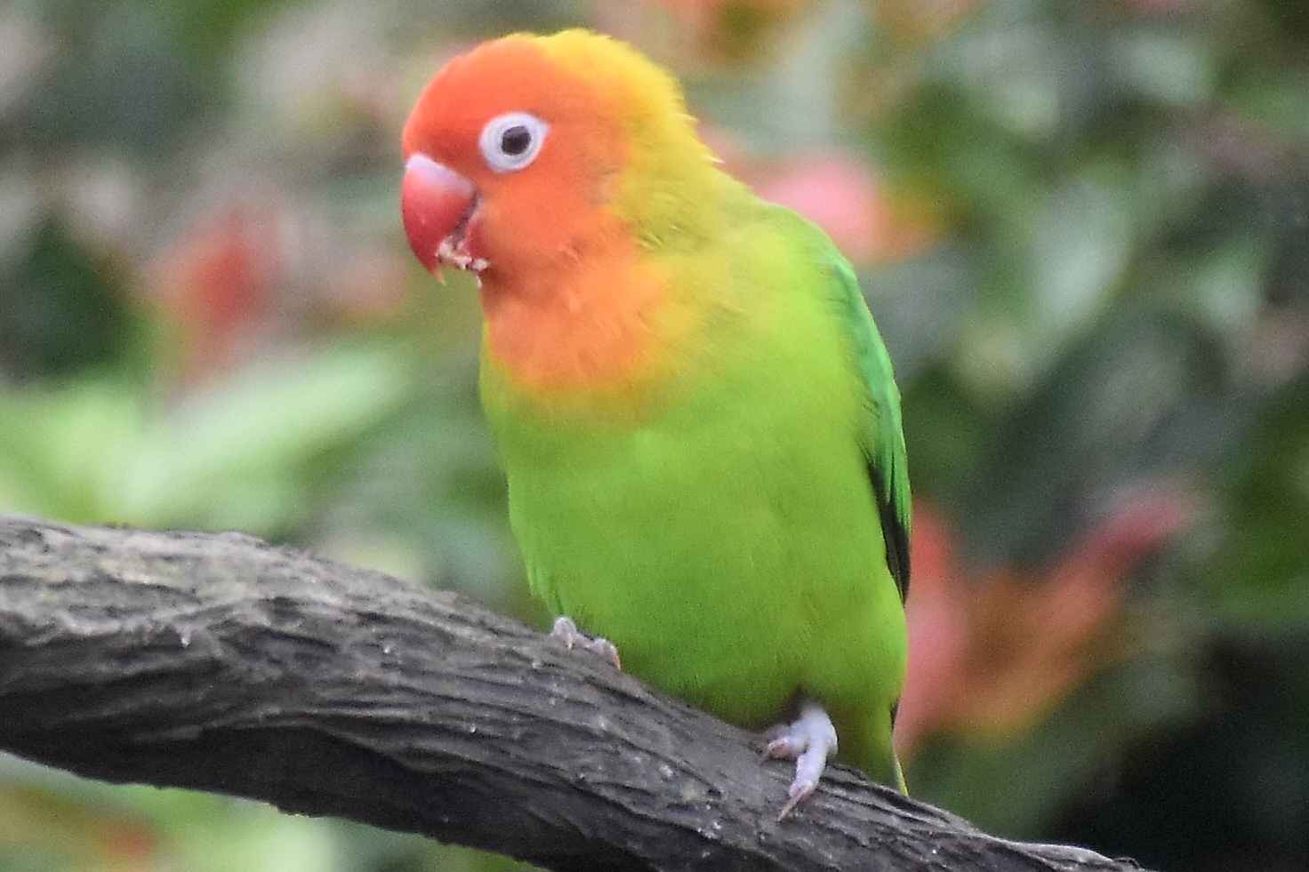 Nyasa Lovebird (Agapornis lilianae)