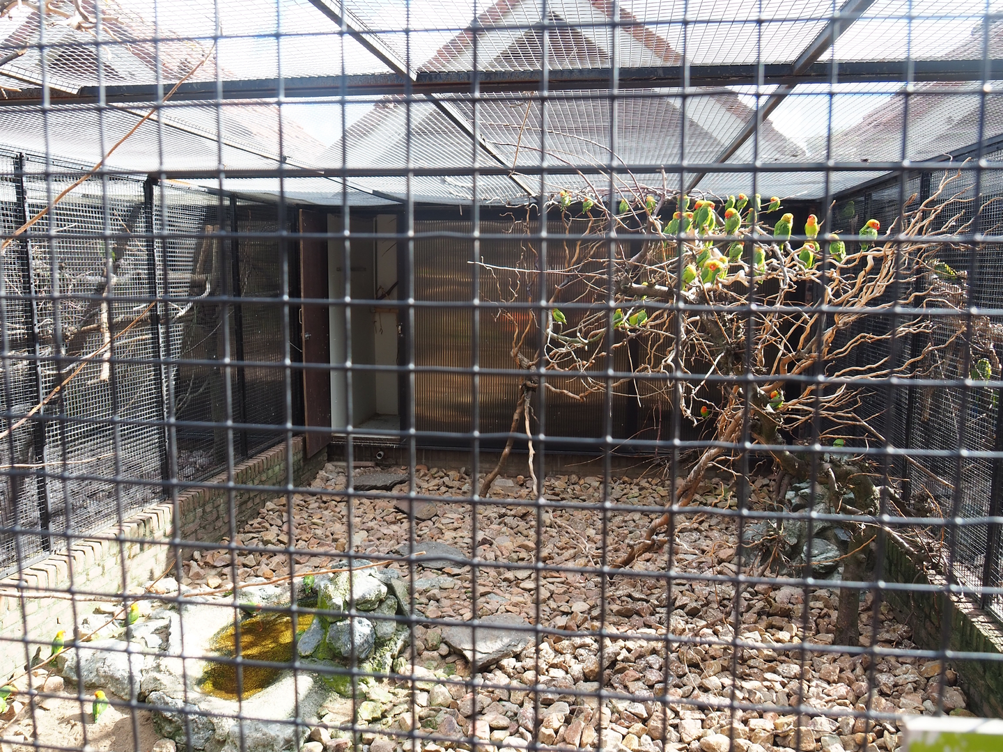 Nyasa lovebird aviary, 2022-08-28