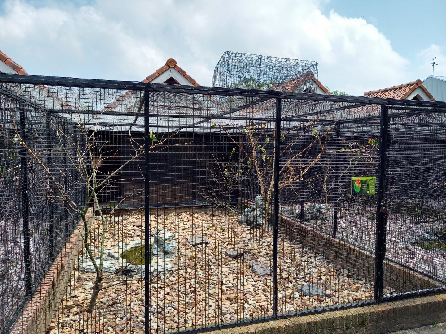 Nyasa lovebird aviary